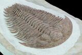 Lower Cambrian Trilobite (Longianda) - Issafen, Morocco #128984-1